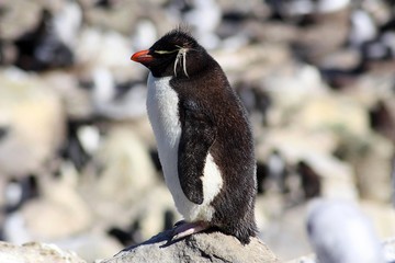 Obraz premium Felsenpinguin- Rockhopper Penguin