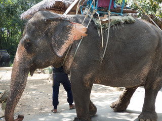 Thailand sightseeing elephant trekking