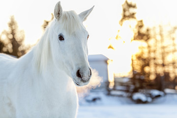 white horse in winter season