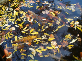 Herbstlicher Fischteich