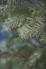 The branches of spruce in frosty rime 4612.