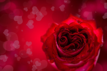Fototapeta na wymiar Red heart shaped rose