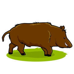 Wild boar. Vector illustration