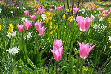 Leuchtend rosa Tulpen und Narzissen blühen im Park © alisseja