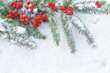 Christmas tree branch with viburnum on white snow 