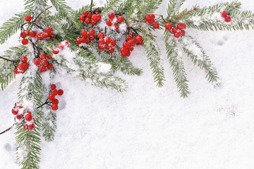 Christmas tree branch with viburnum on white snow 