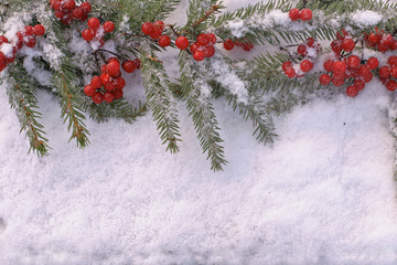 Fototapeta na wymiar Christmas tree branch with viburnum on white snow 