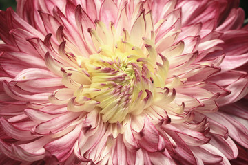 Chrysanthemum flower,beautiful purple with yellow flower blooming in the garden in autumn,closeup ...