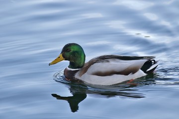 Animals: Anas platyrhynchos Mallard duck in a pond