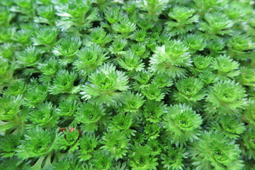 Saxifraga x arendsii (Saxifragaceae)