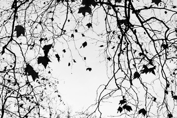 AUTUMN FALL LEAVES BACKGROUND