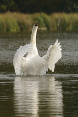 Mute Swan, cygnus olor