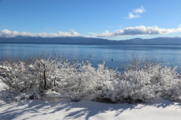 Travel: Lake Tahoe - Fresh snow on bushes