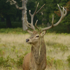 Red Deer, Deer, Cervus elaphus
