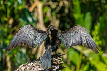 ein Amerikanischer Schlangenhalsvogel sonnt sich