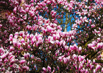 Magnolia flowers