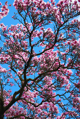Magnolia flowers