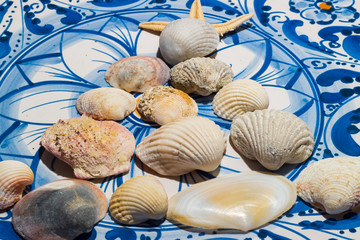 shells on the plate