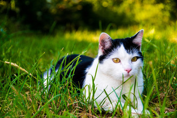 kitten relaxing lying on grass
