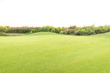 Perfect grass meadow