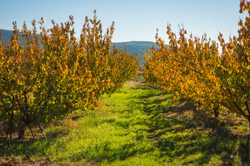 Fruit trees in autumn on a hillside in Peloponnese, Greece