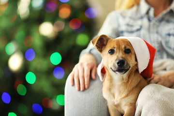 Fototapeta na wymiar Female person holding small cute funny dog at chair on Christmas tree background