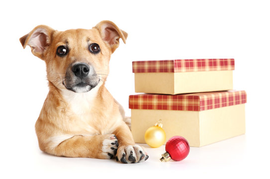 Small funny cute dog with gifts and Christmas toys, isolated on white