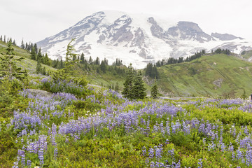 Mt. Ranier Lupine Hillside