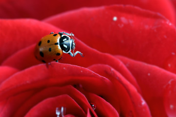 A ladybug on a petal of a rose © ferarceamare