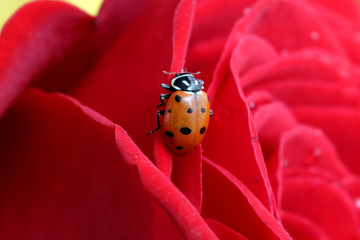 A ladybug on a petal of a rose