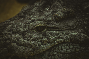 Fototapeta premium brown alligator resting on the sand beside a river