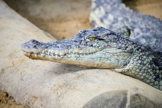 reptile, brown alligator resting on the sand beside a river