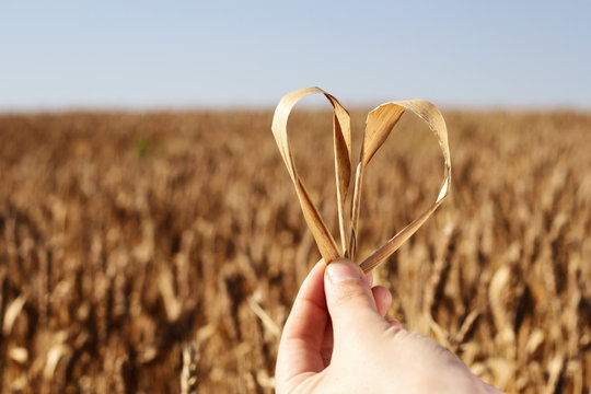 Wheat and Heart