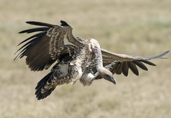Africa, Tanzania Serengeti National Park, vultures landing.