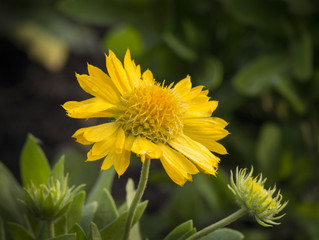 Gaillardia flower in bloom