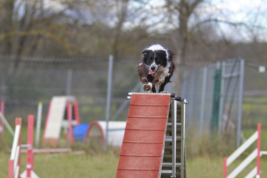 Border Collie Agility