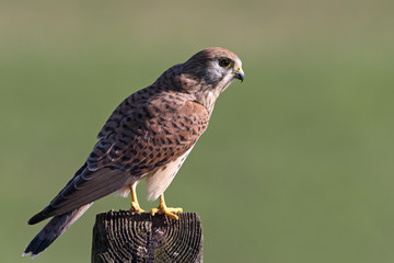 Kestrel (Falco Tinnunculus)/Kestrel perched on old telegraph pole
