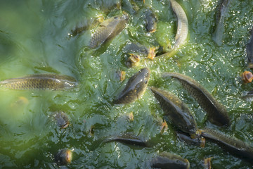 aquarium, green river shoal water, common carp