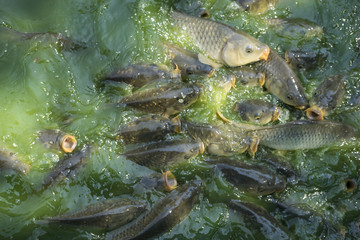 ecology, green river shoal water, common carp