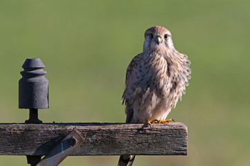 Kestrel (Falco Tinnunculus)/Kestrel perched on old telegraph pole