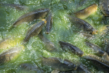 hunting, green river shoal water, common carp