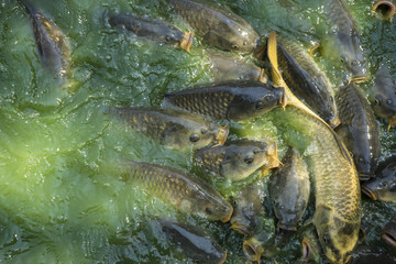 pond, green river shoal water, common carp
