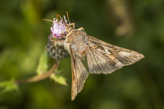 Gammaeule (Autographa gamma)