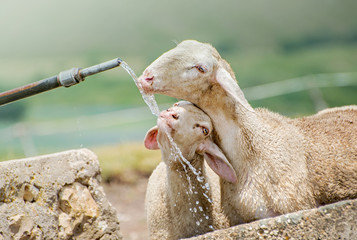 Naklejka premium Pecore al fontanile