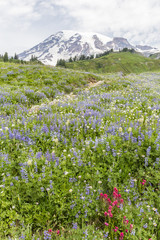 Fototapeta premium Mt. Ranier Golden Gate Trail