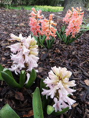 Blooming Hyacinth east (Hyacinthus orientalis), Hyacinth