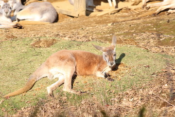 Red kangaroo (Macropus rufus)
