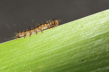 chenille en macro sur une feuille verte