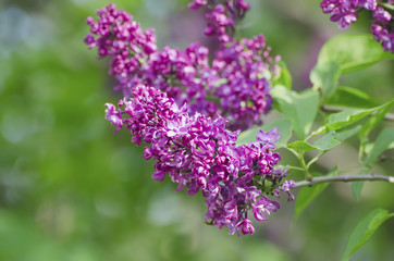 Spring lilac flowers