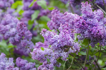 Spring lilac flowers